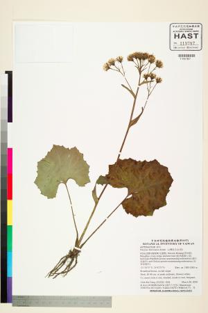<a href="https://brmas.openmuseum.tw/muse/digi_object/68119fc5f8db2dfea0b9f99f6a46ee67" target="_blank">台灣款冬(山菊)／中央研究院生物多樣性研究博物館植物標本館 (HAST)</a>