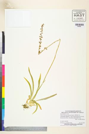 <a href="https://brmas.openmuseum.tw/muse/digi_object/6817d05be0123c0d75779901362441d2" target="_blank">台灣粉條兒菜／中央研究院生物多樣性研究博物館植物標本館 (HAST)</a>