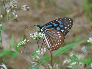 <a href="https://taieol.tw/muse/digi_object/1d1aa557508e32fcf089efe106a48848" target="_blank">旖斑蝶／By：tomliao／iNaturalist</a>