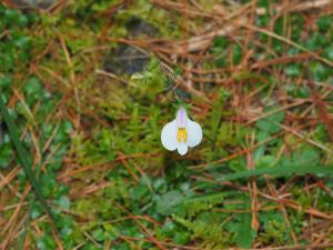 <a href="https://taieol.tw/muse/digi_object/d40ef6ad45c5732edf1606c1d6c94e11" target="_blank">高山通泉草／By：max822／iNaturalist</a>