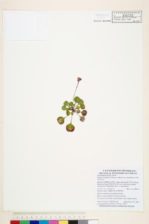 <a href="https://brmas.openmuseum.tw/muse/digi_object/685094e6d295a2f6d4bc4d1a779d325d" target="_blank">倒卵葉裂緣花／中央研究院生物多樣性研究博物館植物標本館 (HAST)</a>