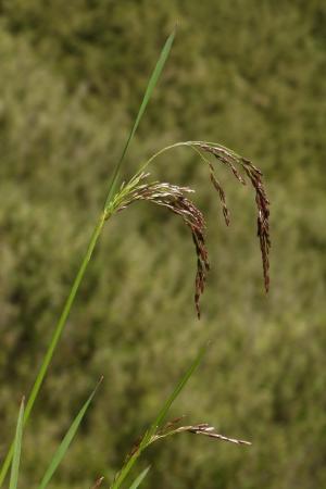 <a href="https://taieol.tw/muse/digi_object/3e27c54c197df9b1cd0ef866b8325e49" target="_blank">髮草／By：chenshu／iNaturalist</a>