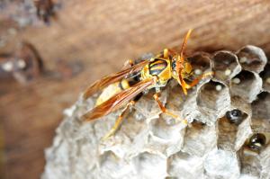 日本長腳蜂@ Polistes japonicus_台北陽明山