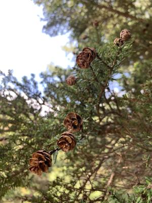 <a href="https://taieol.tw/muse/digi_object/753cfba0fcdda4263255de90e2e0def5" target="_blank">鐵杉／By：navytony／iNaturalist</a>