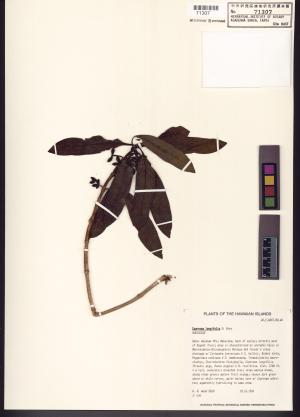<a href="https://brmas.openmuseum.tw/muse/digi_object/6884815ff94cf47d474b4c557265724b" target="_blank">Coprosma／中央研究院生物多樣性研究博物館植物標本館 (HAST)</a>