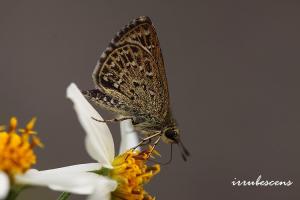 <a href="https://taieol.tw/muse/digi_object/62d581f90d619c7fa09d25f2be1ee95d" target="_blank">弧弄蝶／By：台灣蝴蝶保育學會／台灣蝴蝶保育學會</a>