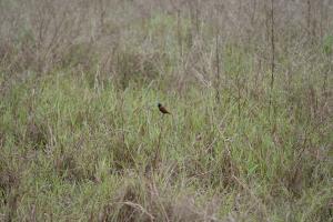 <a href="https://taieol.tw/muse/digi_object/923775e6f3f289fa3d75282b745fcfb8" target="_blank">黑頭文鳥／By：wagtail220／iNaturalist</a>