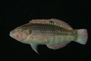 <a href="https://brmas.openmuseum.tw/muse/digi_object/b10fe77648cb8fc9c19c927d2524f7e8" target="_blank">小海豬魚／中央研究院生物多樣性研究博物館動物標本館 (ASIZ)</a>
