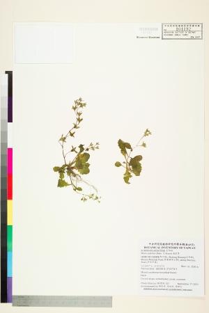 <a href="https://brmas.openmuseum.tw/muse/digi_object/68b2f35d844742bf2a4fa6d4b31d3329" target="_blank">通泉草／中央研究院生物多樣性研究博物館植物標本館 (HAST)</a>