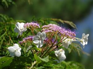 <a href="https://taieol.tw/muse/digi_object/697b5ae5cca5529948010378d8e9e617" target="_blank">高山藤繡球／By：leaf0605／iNaturalist</a>