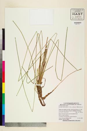 <a href="https://brmas.openmuseum.tw/muse/digi_object/68c20bf67bf71b3df8befd71ff2bddb3" target="_blank">荸薺屬／中央研究院生物多樣性研究博物館植物標本館 (HAST)</a>