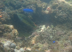 <a href="https://taieol.tw/muse/digi_object/dbd9d8f5c3ea3085533a4843ef1739b8" target="_blank">斑點海豬魚／By：pchi45／iNaturalist</a>