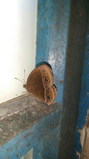 <a href="https://taieol.tw/muse/digi_object/0b7978992a6aef70bf6392eb447f6143" target="_blank">眉眼蝶／By：chengte／iNaturalist</a>
