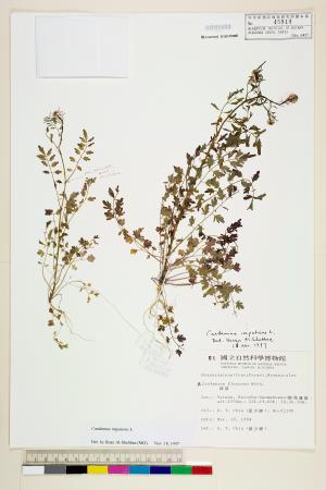 <a href="https://brmas.openmuseum.tw/muse/digi_object/69038a3a32affcbd7d89b9c6fc55f67b" target="_blank">水花菜／中央研究院生物多樣性研究博物館植物標本館 (HAST)</a>