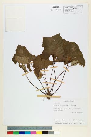 <a href="https://brmas.openmuseum.tw/muse/digi_object/6915dea13cf9c8146f51f66d61b0028b" target="_blank">山菊／中央研究院生物多樣性研究博物館植物標本館 (HAST)</a>