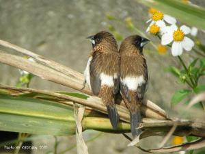 <a href="https://taieol.tw/muse/digi_object/562ce98ad65a33939de04b73d9d42cbd" target="_blank">白腰文鳥／By：陳添財／臺灣物種名錄(TaiCOL)</a>