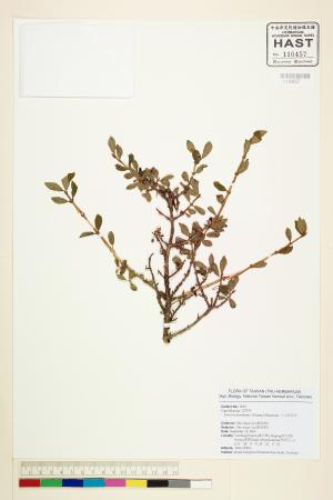 <a href="https://brmas.openmuseum.tw/muse/digi_object/691f8aa9a9852cb0064c8cef9e2494e9" target="_blank">川上氏忍冬／中央研究院生物多樣性研究博物館植物標本館 (HAST)</a>