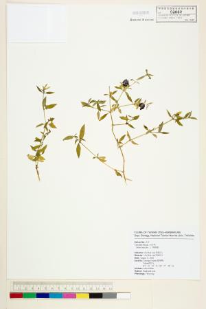 <a href="https://brmas.openmuseum.tw/muse/digi_object/69239b01ec0a76c0f4bd4215aa1de616" target="_blank">狗筋蔓／中央研究院生物多樣性研究博物館植物標本館 (HAST)</a>
