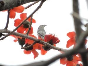 <a href="https://taieol.tw/muse/digi_object/3d1c7547a2579131722e7e2c85b7e715" target="_blank">灰頭椋鳥／By：lava_chen／iNaturalist</a>