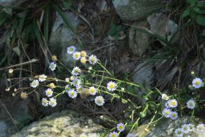<a href="https://taieol.tw/muse/digi_object/fce91f50d6db21b0c7f796f6a8e2b215" target="_blank">琴葉紫菀／By：aster_lin／iNaturalist</a>