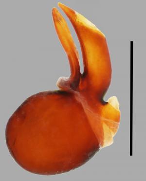 Sphaerobulbus-miwai_aedeagus_lateral