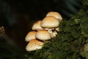 Pholiota squarrosoides(尖鱗環銹傘)