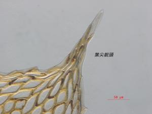 <a href="https://taieol.tw/muse/digi_object/f2ea3570dd3f9c92d577c7e88d2d196c" target="_blank">柔葉毛柄苔／By：姚奎宇／太魯閣國家公園管理處</a>