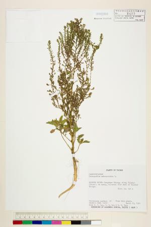<a href="https://brmas.openmuseum.tw/muse/digi_object/69b9e98d8dcab73d3a24a1783fc55f15" target="_blank">臭杏(土荊芥)／中央研究院生物多樣性研究博物館植物標本館 (HAST)</a>