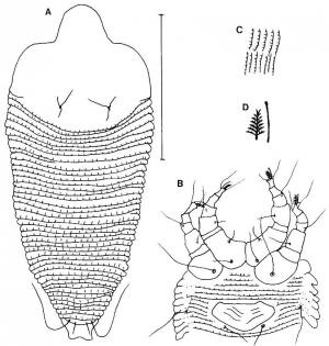 Epitrimerus libocedri (Keifer), 1939