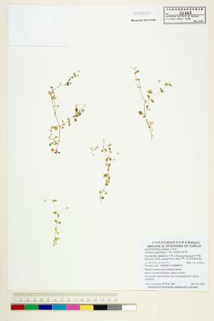 <a href="https://brmas.openmuseum.tw/muse/digi_object/69d56ab2bf1ae2304bb13293afa90d39" target="_blank">無心菜(鵝不食草)／中央研究院生物多樣性研究博物館植物標本館 (HAST)</a>