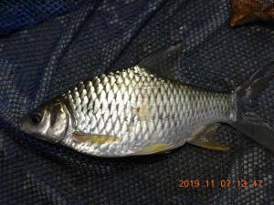 <a href="https://taieol.tw/muse/digi_object/8e3d067ab7f005edff86a8df01e267f5" target="_blank">高體高鬚魚／By：terry0330／iNaturalist</a>