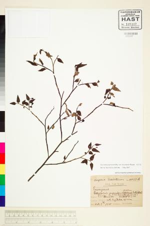 <a href="https://brmas.openmuseum.tw/muse/digi_object/6a0fcc9b02d52a946b4a76c75d26c0dd" target="_blank">毛蕊花／中央研究院生物多樣性研究博物館植物標本館 (HAST)</a>