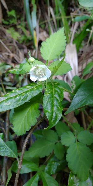 <a href="https://taieol.tw/muse/digi_object/1079ed47097ff3cafcc89987b872bbac" target="_blank">刺莓／By：anthonyficus／iNaturalist</a>