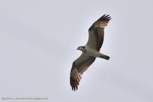 魚鷹 osprey@花蓮