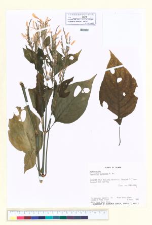 <a href="https://brmas.openmuseum.tw/muse/digi_object/6a5ca17a8b801385f75b10c9709f9b63" target="_blank">槍刀菜屬／中央研究院生物多樣性研究博物館植物標本館 (HAST)</a>