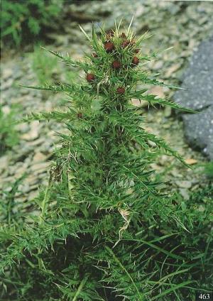 <a href="https://taieol.tw/muse/digi_object/fdf7d1ab31125a889621f0690d80afba" target="_blank">阿里山薊／By：彭鏡毅／臺灣維管束植物簡誌</a>