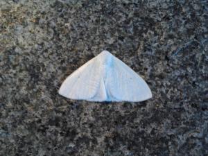 <a href="https://taieol.tw/muse/digi_object/cba0ae30839e37b26008e19bc692066f" target="_blank">Arctornis cygna／By：jingtzuo／iNaturalist</a>