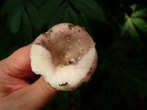 Russula elegans(優雅紅菇)