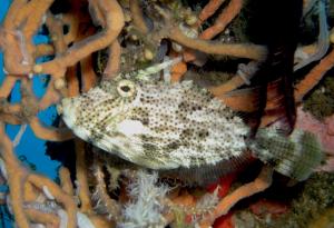 <a href="https://fishdb.sinica.edu.tw/muse/digi_object/70853f2edf72506d39096e4334116e3d" target="_blank">Monacanthus chinensis@fishdb-media-8390／陳靜怡</a>