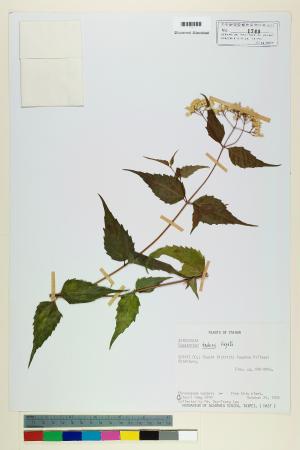 <a href="https://brmas.openmuseum.tw/muse/digi_object/6a925174d550767b119c52e41a8be9ed" target="_blank">田代氏澤蘭／中央研究院生物多樣性研究博物館植物標本館 (HAST)</a>