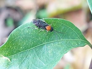 <a href="https://taieol.tw/muse/digi_object/425971135a5f1d86290f899efa568e8b" target="_blank">樟葉蜂／By：naturalist5923／iNaturalist</a>