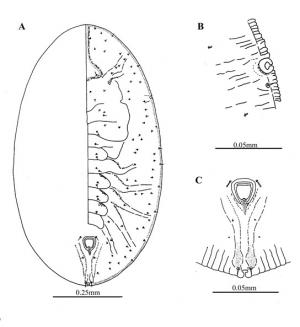 Rhachisphora maesae  (Takahashi, 1932)