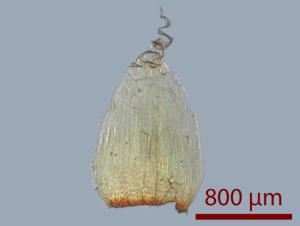 <a href="https://taieol.tw/muse/digi_object/e32ebd3d522db593a70415ec47919abb" target="_blank">塔苔／By：姚奎宇／太魯閣國家公園管理處</a>