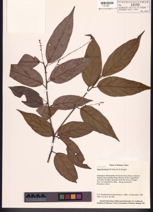 <a href="https://brmas.openmuseum.tw/muse/digi_object/6aa58c3cc99d4ff101ba53aa9f06bc1d" target="_blank">雀梅藤屬／中央研究院生物多樣性研究博物館植物標本館 (HAST)</a>