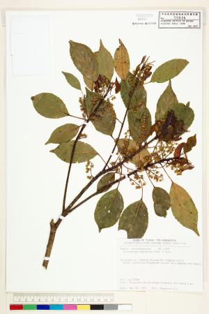 <a href="https://brmas.openmuseum.tw/muse/digi_object/6ad2aa290eefef8d502838f8ceffa735" target="_blank">薯豆／中央研究院生物多樣性研究博物館植物標本館 (HAST)</a>