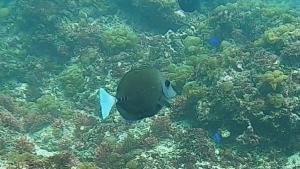 <a href="https://taieol.tw/muse/digi_object/f4c9c6ff5cedb669926874cbc0099acb" target="_blank">鋸尾鯛／By：r_lai／iNaturalist</a>
