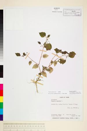 <a href="https://brmas.openmuseum.tw/muse/digi_object/6b10f9ee6ac529cebb62a29f33ff2887" target="_blank">毛酸漿／中央研究院生物多樣性研究博物館植物標本館 (HAST)</a>