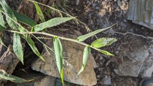 <a href="https://taieol.tw/muse/digi_object/b899b3236d7a92bf467e751ff72beb01" target="_blank">竹葉草／By：zachcheng／iNaturalist</a>