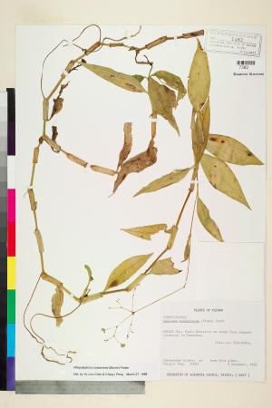 <a href="https://brmas.openmuseum.tw/muse/digi_object/6b2cbc5885cf6a77c7374af8147a0dcb" target="_blank">毛果竹葉菜(毛果網籽草)／中央研究院生物多樣性研究博物館植物標本館 (HAST)</a>