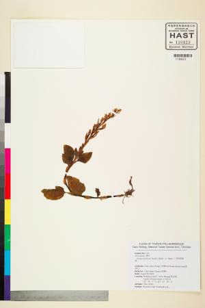 <a href="https://brmas.openmuseum.tw/muse/digi_object/6b2f9f3f781720647426c7299a9ef77f" target="_blank">厚唇斑葉蘭／中央研究院生物多樣性研究博物館植物標本館 (HAST)</a>